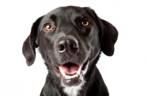 General Image - Black Lab