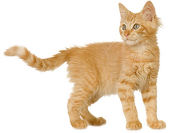 General-Image---Orange-Kitten